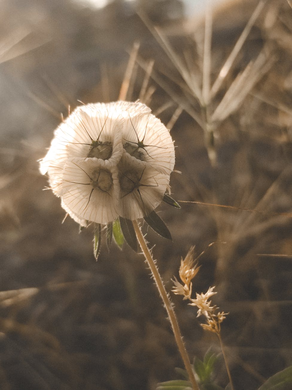 Living with Intention: The Heart of The Wild & Wise Life